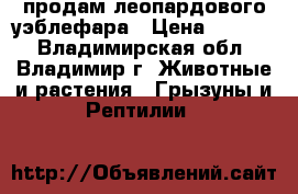 продам леопардового уэблефара › Цена ­ 1 500 - Владимирская обл., Владимир г. Животные и растения » Грызуны и Рептилии   